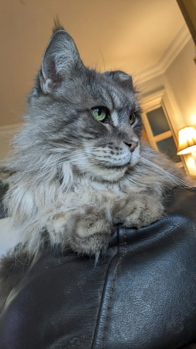 A grey long-haired cat resting on a leather sofa